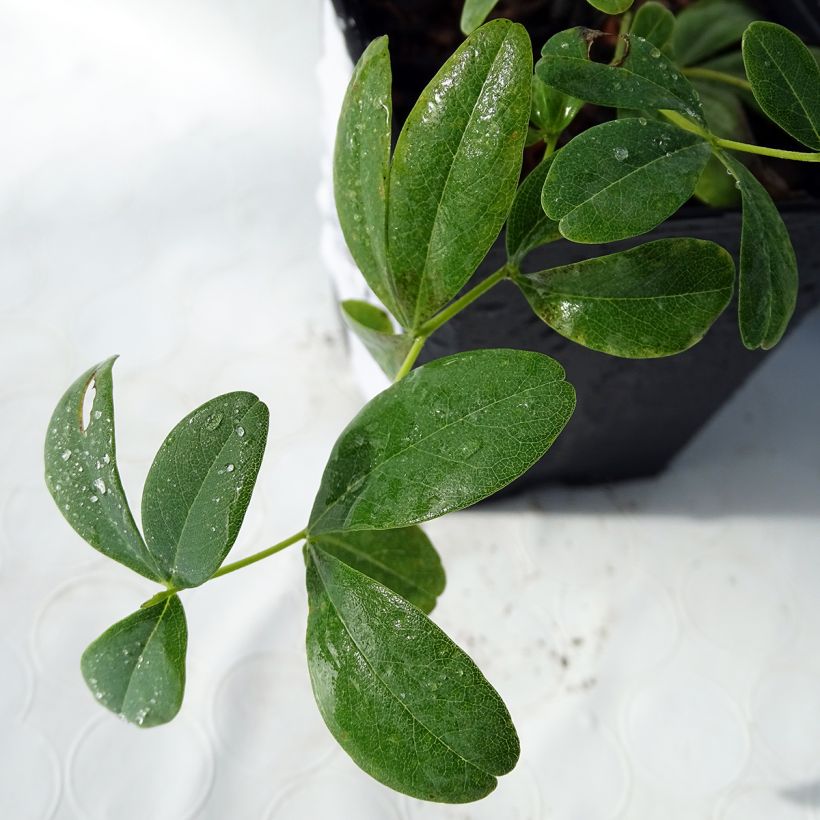 Baptisia Cherries Jubilee  - Lupin indigo (Foliage)