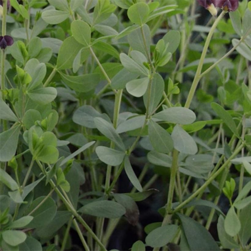 Baptisia Dutch Chocolate - Lupin indigo pourpre brunâtre (Foliage)