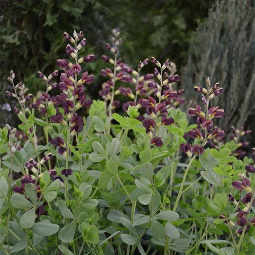 Baptisia Dutch Chocolate - Lupin indigo pourpre brunâtre (Plant habit)