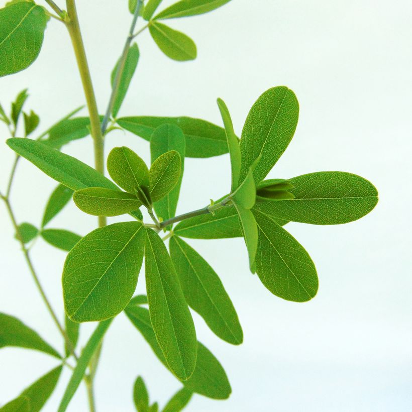 Baptisia Indigo Spires - Lupin indigo (Foliage)