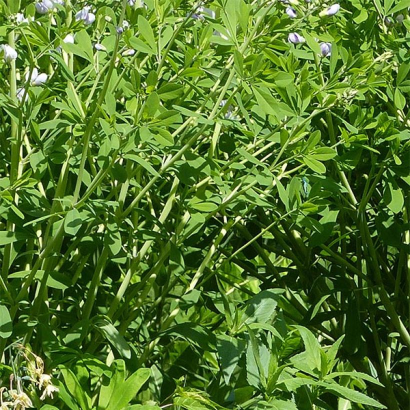 Baptisia Starlite Prairieblues - Lupin indigo bleu et blanc (Foliage)