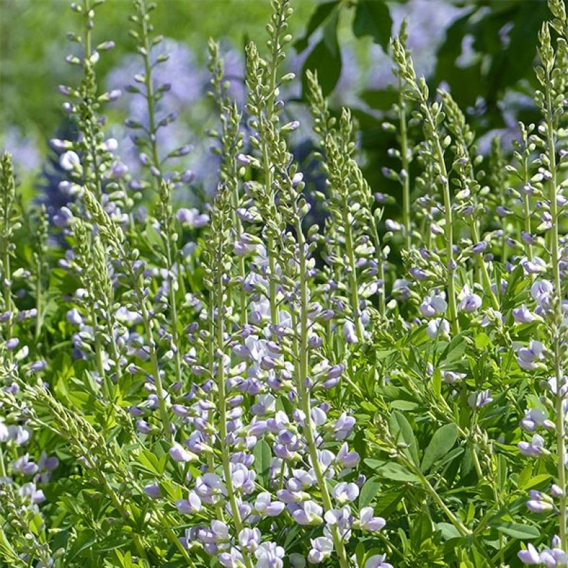 Baptisia Starlite Prairieblues - Lupin indigo bleu et blanc (Flowering)