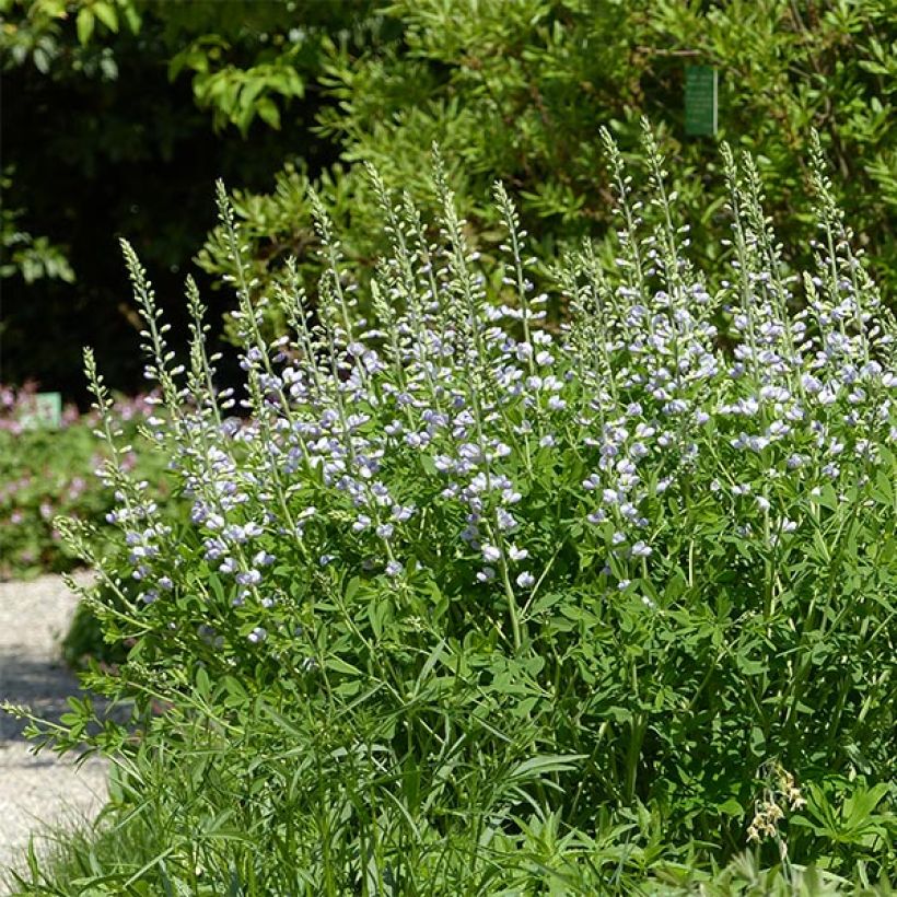 Baptisia Starlite Prairieblues - Lupin indigo bleu et blanc (Plant habit)