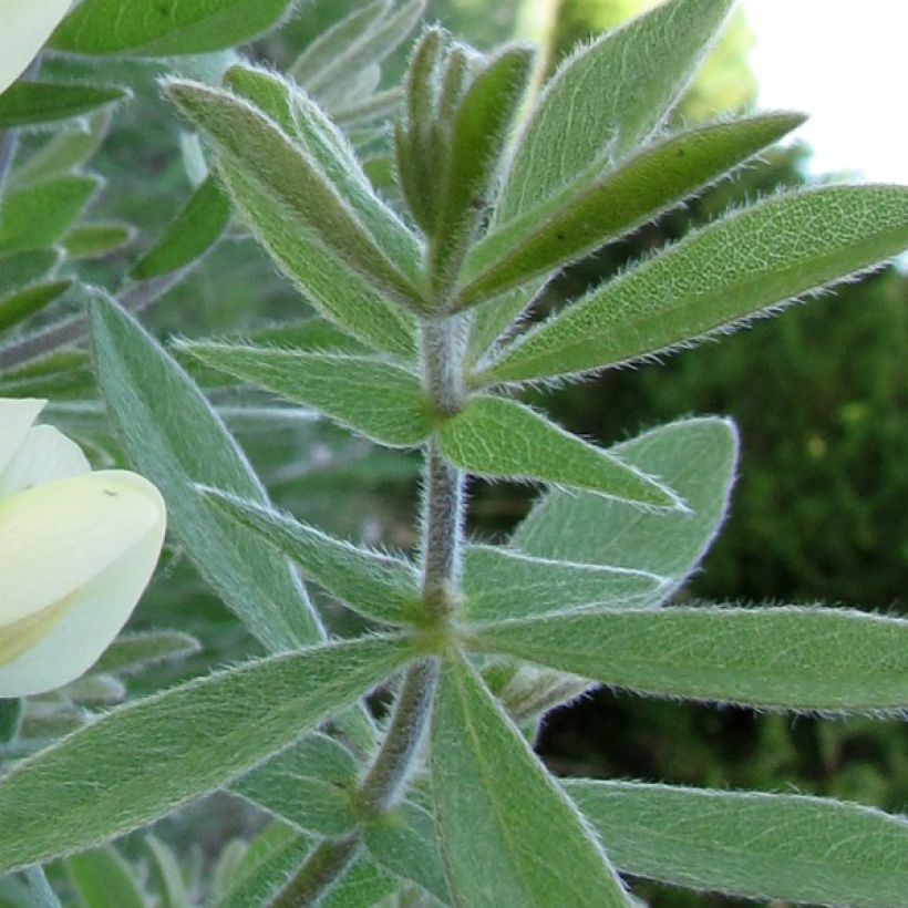 Baptisia bracteata - Faux Lupin (Foliage)