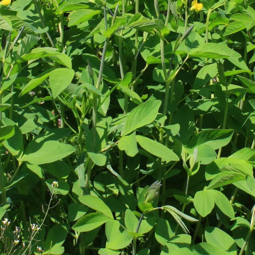 Baptisia sphaerocarpa (= viridis) - Faux indigo jaune. (Foliage)