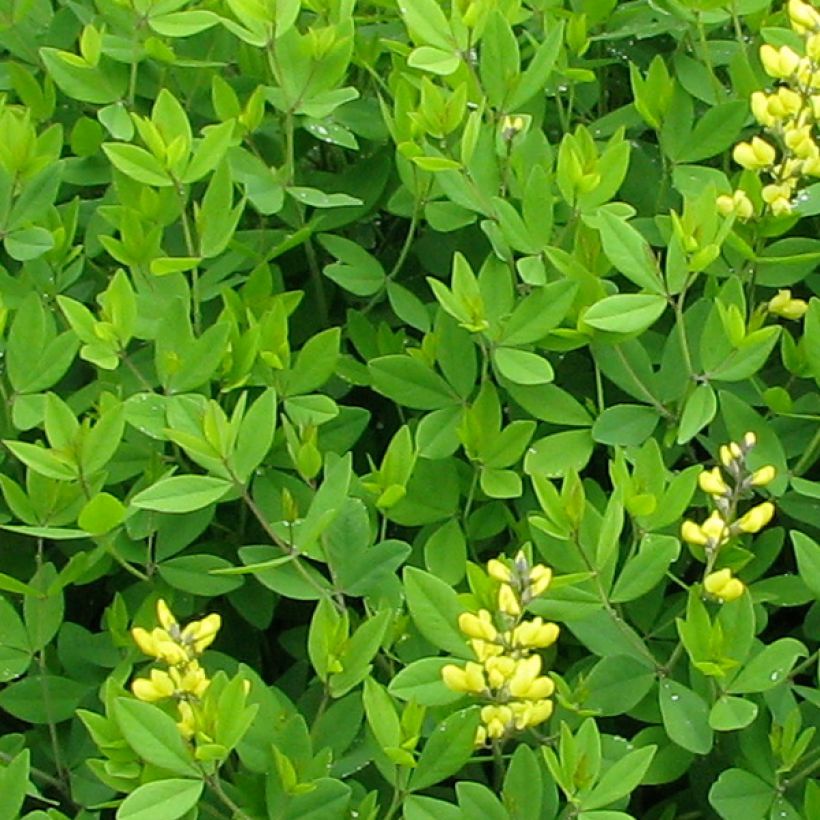 Baptisia tinctoria - Faux Lupin (Foliage)