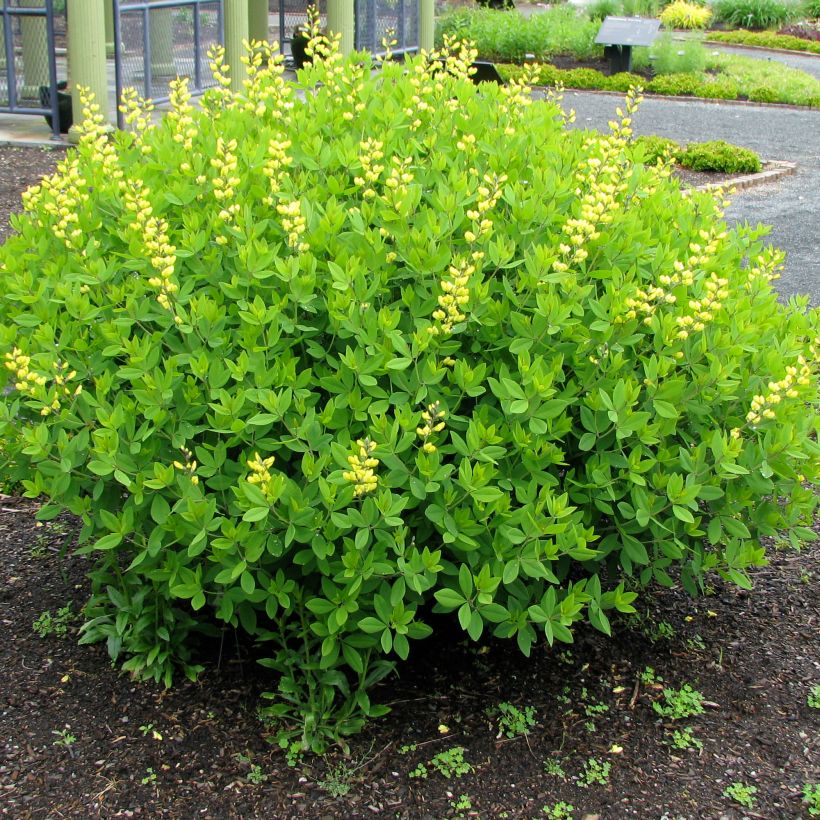Baptisia tinctoria - Faux Lupin (Plant habit)