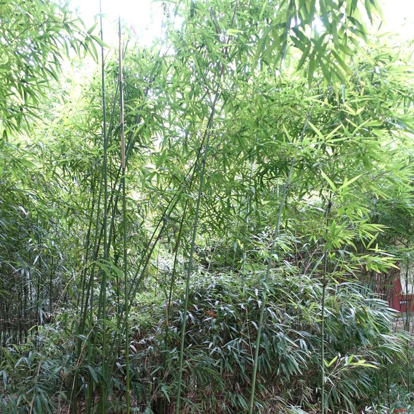 Bashania fargesii - Bambou argenté (Plant habit)