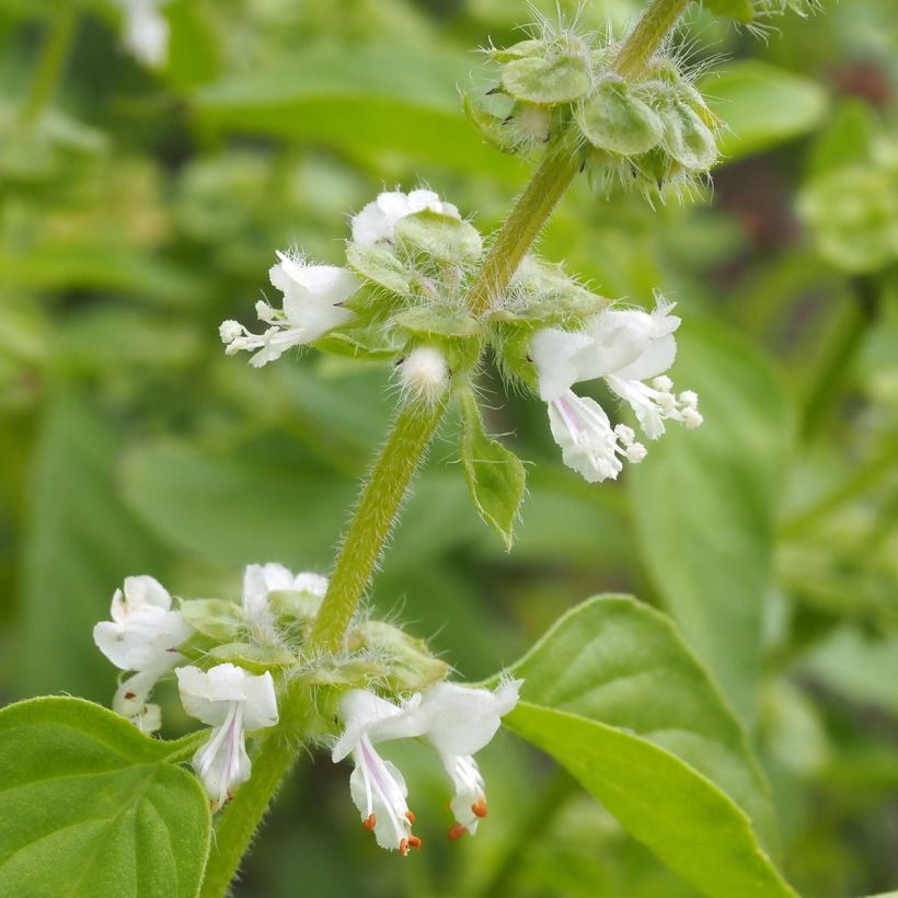 Basilic citron BIO (Flowering)