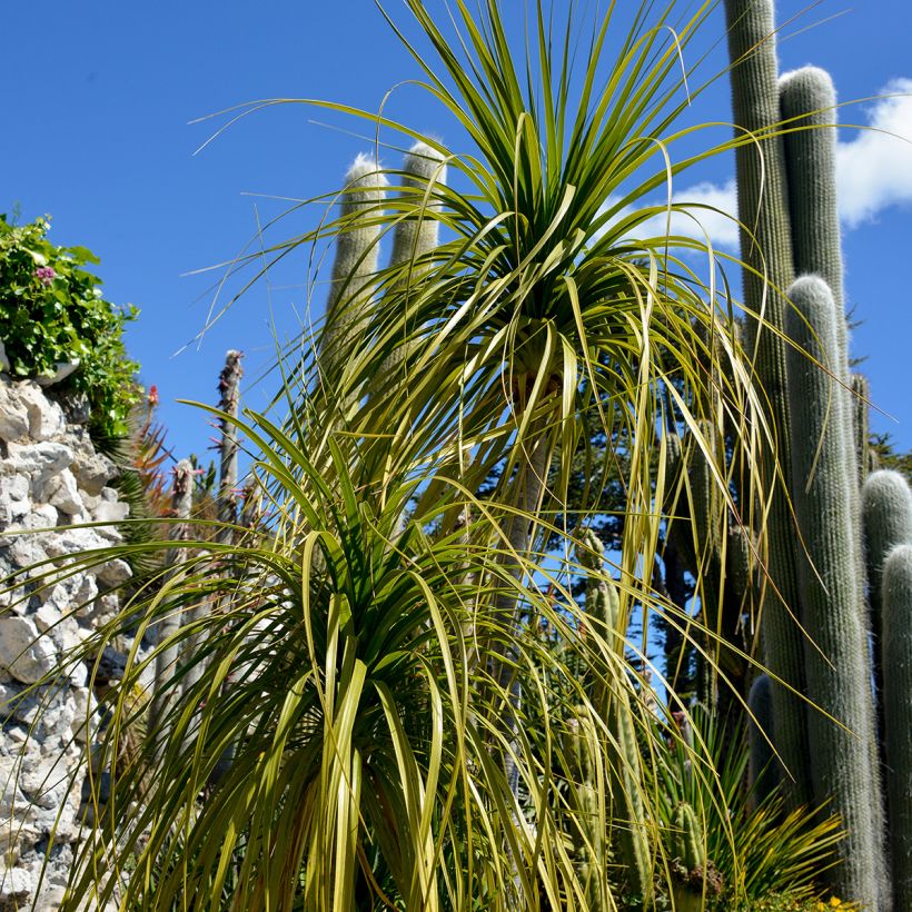Beaucarnea recurvata - Arbre bouteille ou Pied d'éléphant  (Foliage)