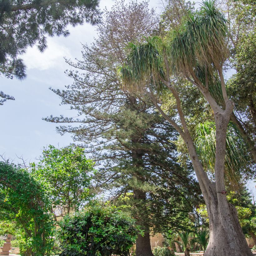 Beaucarnea recurvata - Arbre bouteille ou Pied d'éléphant  (Plant habit)