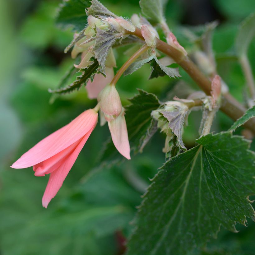 Begonia boliviensis San Francisco - Bégonia retombant (Flowering)