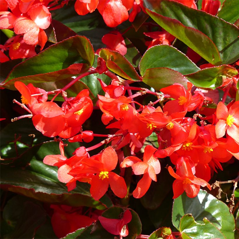 Bégonia Dragon Wing Red (Flowering)