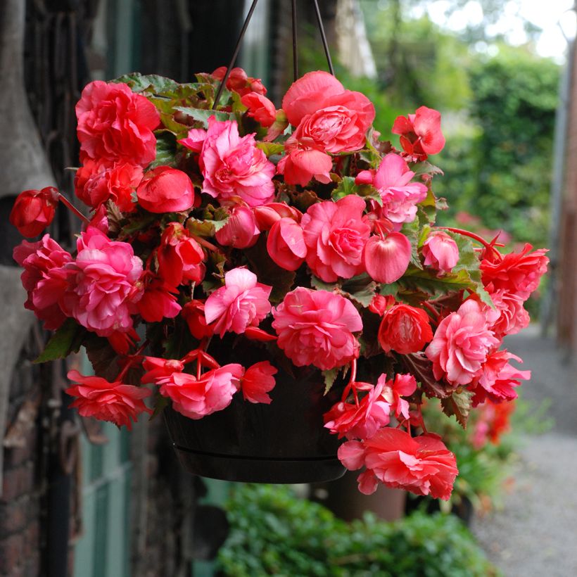 Bégonia double retombant Pink Delight - Begonia Odorata  (Flowering)