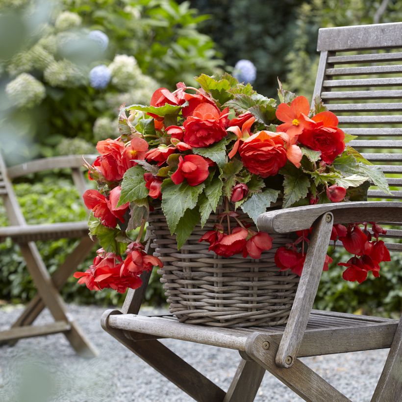Bégonia double retombant Red Glory - Begonia Odorata  (Plant habit)