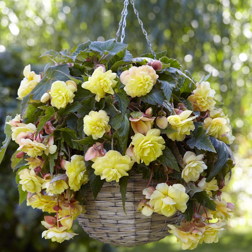 Bégonia double retombant Sunny Dream - Begonia Odorata  (Flowering)