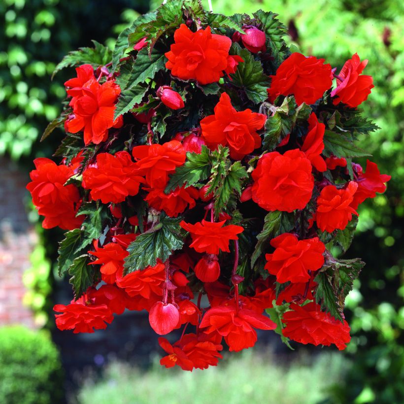 Begonia Pendula Cascade Scarlet - Bégonia retombant (Flowering)