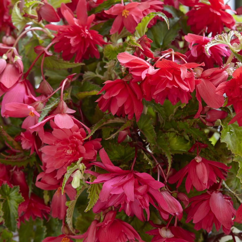 Bégonia retombant pink - Begonia Pendula  (Flowering)