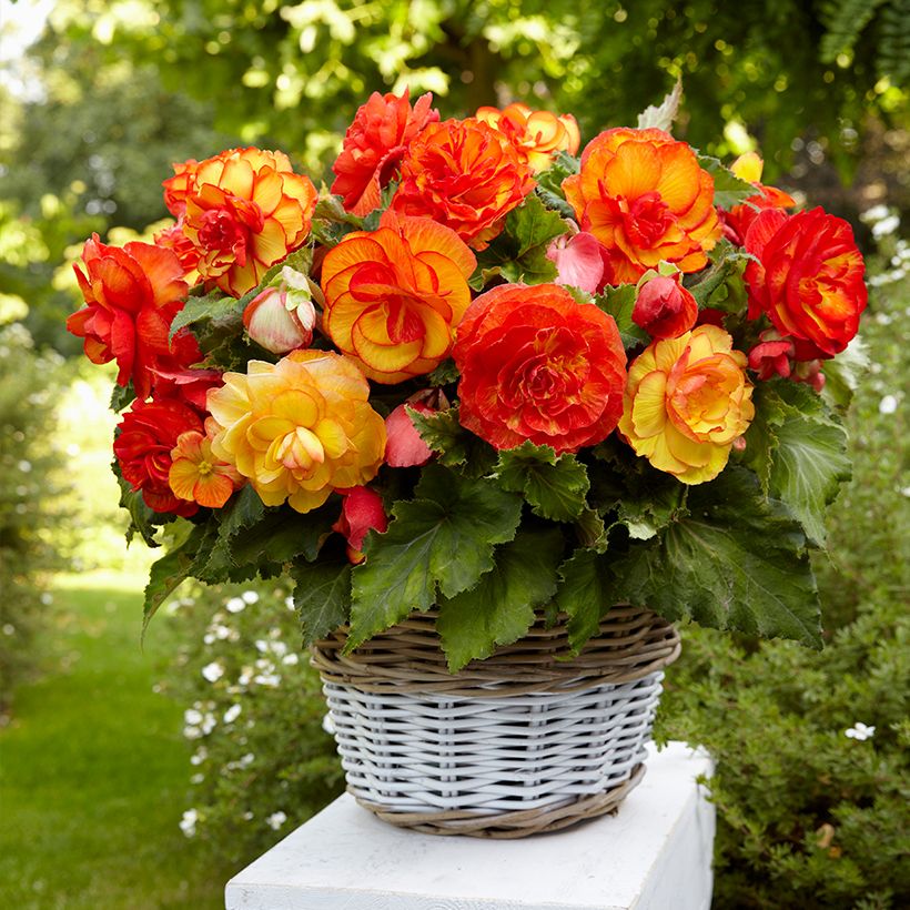 Begonia Sangria - Bégonia tubéreux (Plant habit)