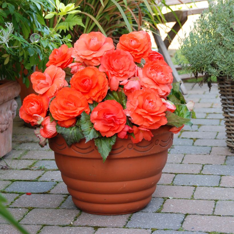 Begonia Superba Salmon - Bégonia tubéreux double saumon (Plant habit)