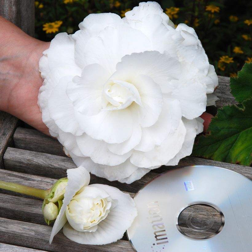 Begonia Superba White - Bégonia tubéreux double blanc (Flowering)