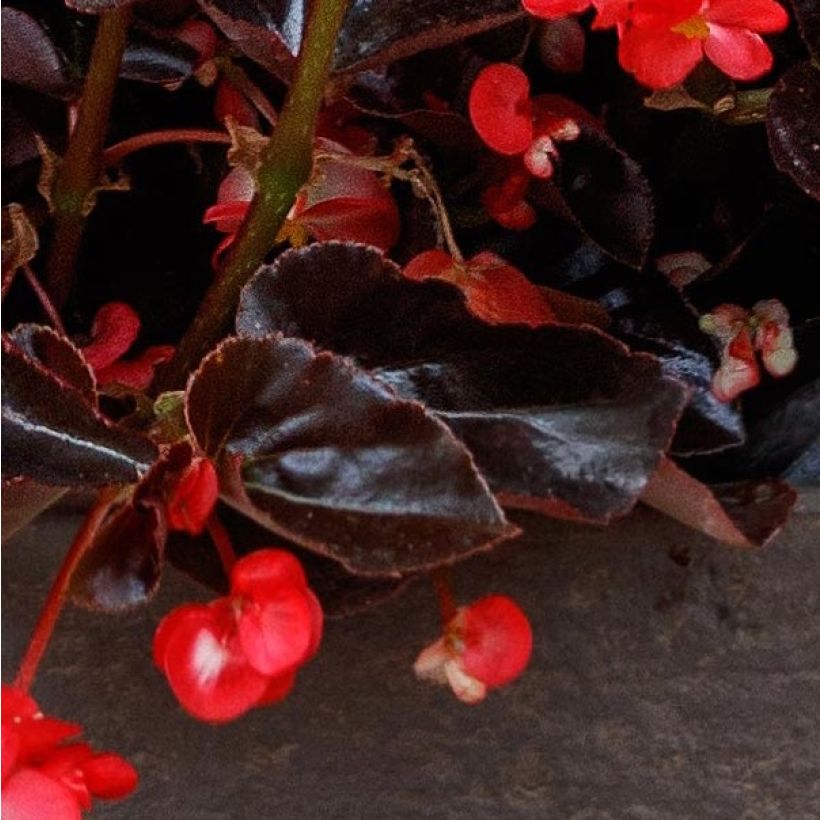 Bégonia Viking Bronze Red Mini-mottes  (Foliage)