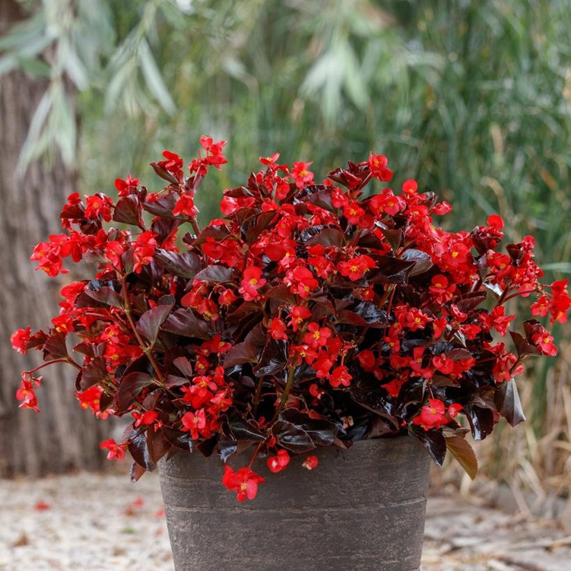 Bégonia Viking Bronze Red Mini-mottes  (Plant habit)