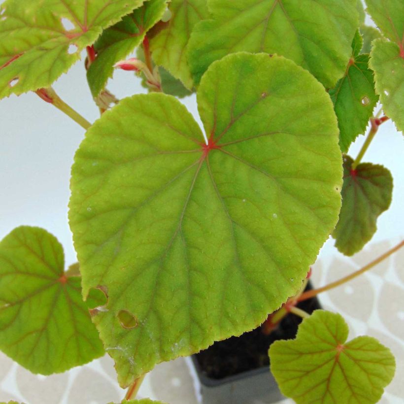 Begonia grandis evansiana (Foliage)