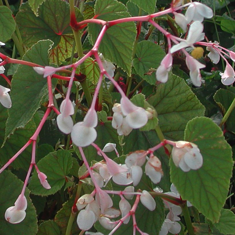 Begonia grandis subsp. evansiana var. alba (Flowering)