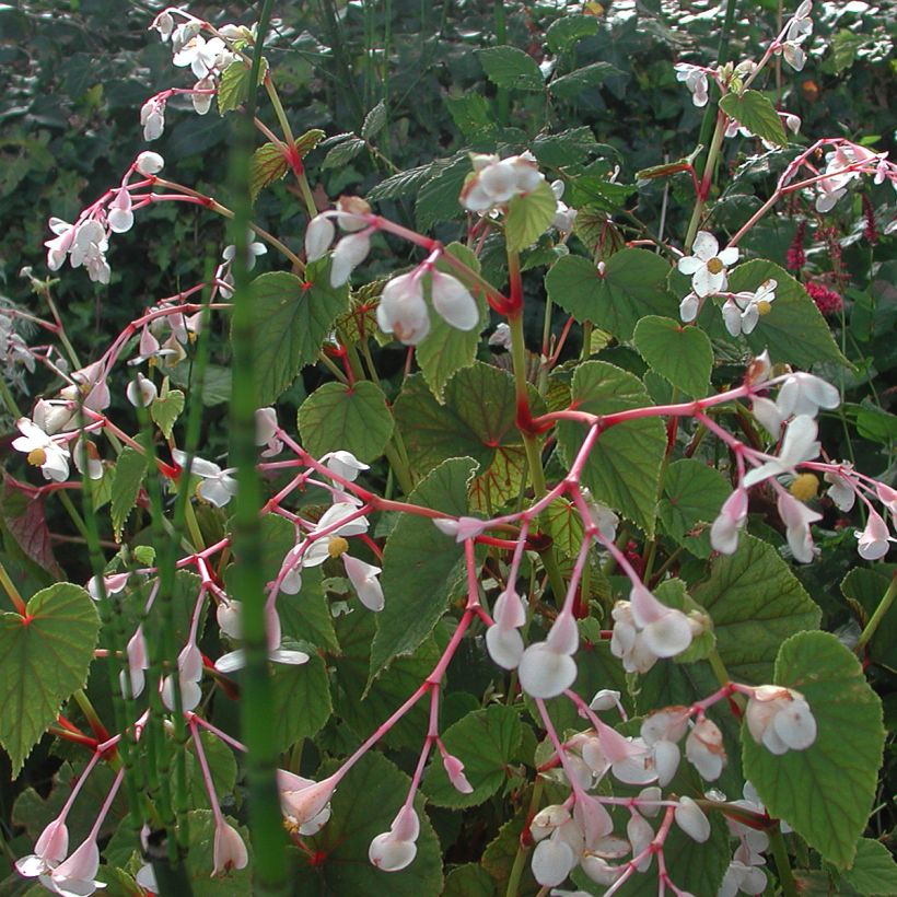 Begonia grandis subsp. evansiana var. alba (Plant habit)