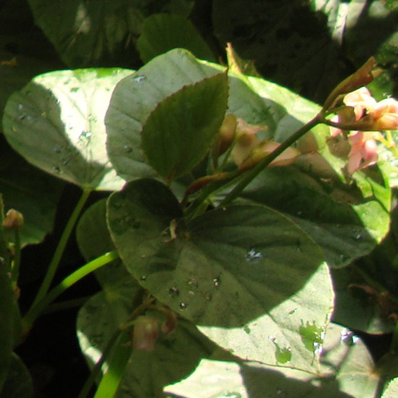 Begonia ravenii (Foliage)