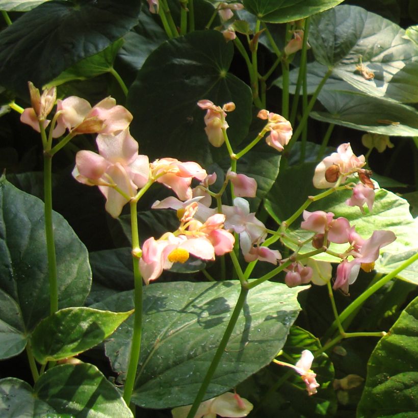 Begonia ravenii (Flowering)
