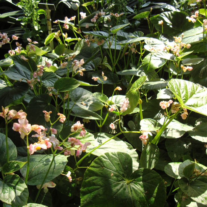 Begonia ravenii (Plant habit)