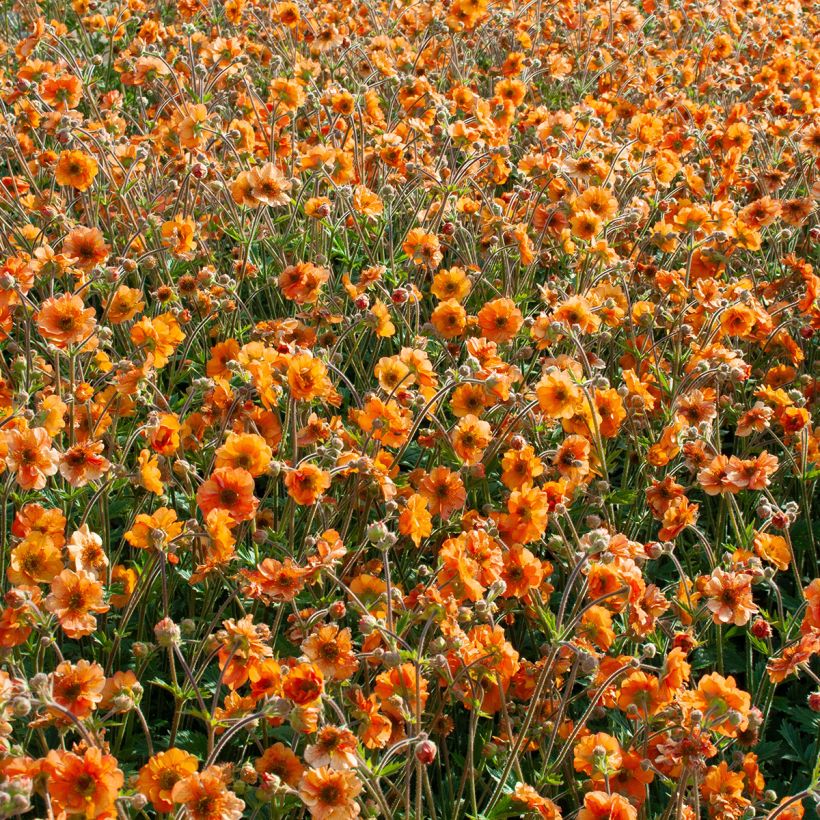 Benoîte Fire Storm (Plant habit)