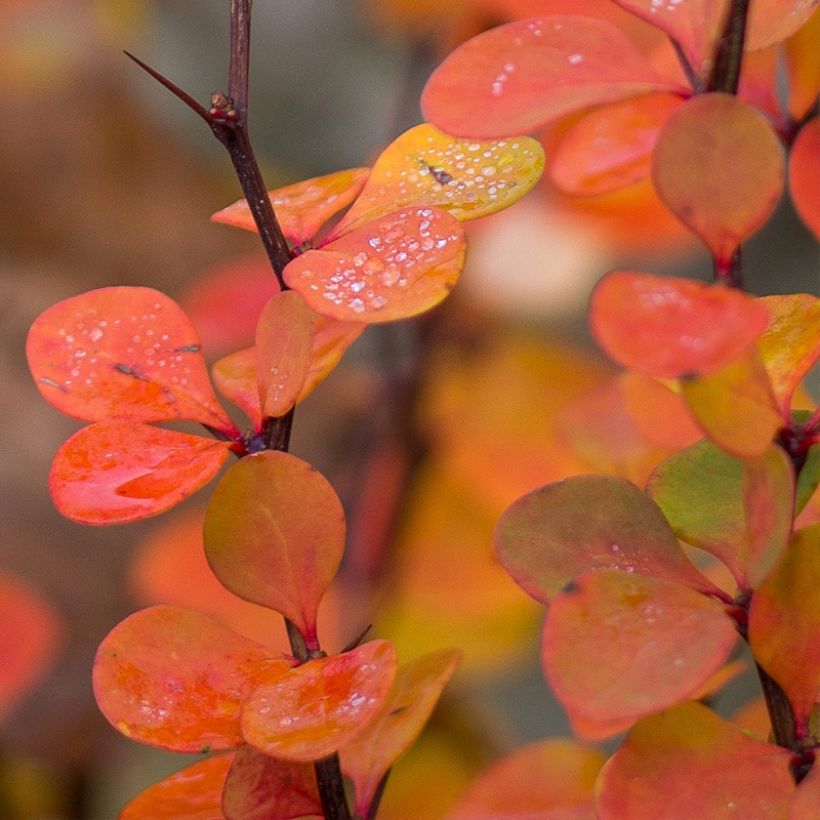 Berberis (x) thunbergii Orange Ice - Epine-vinette (Foliage)