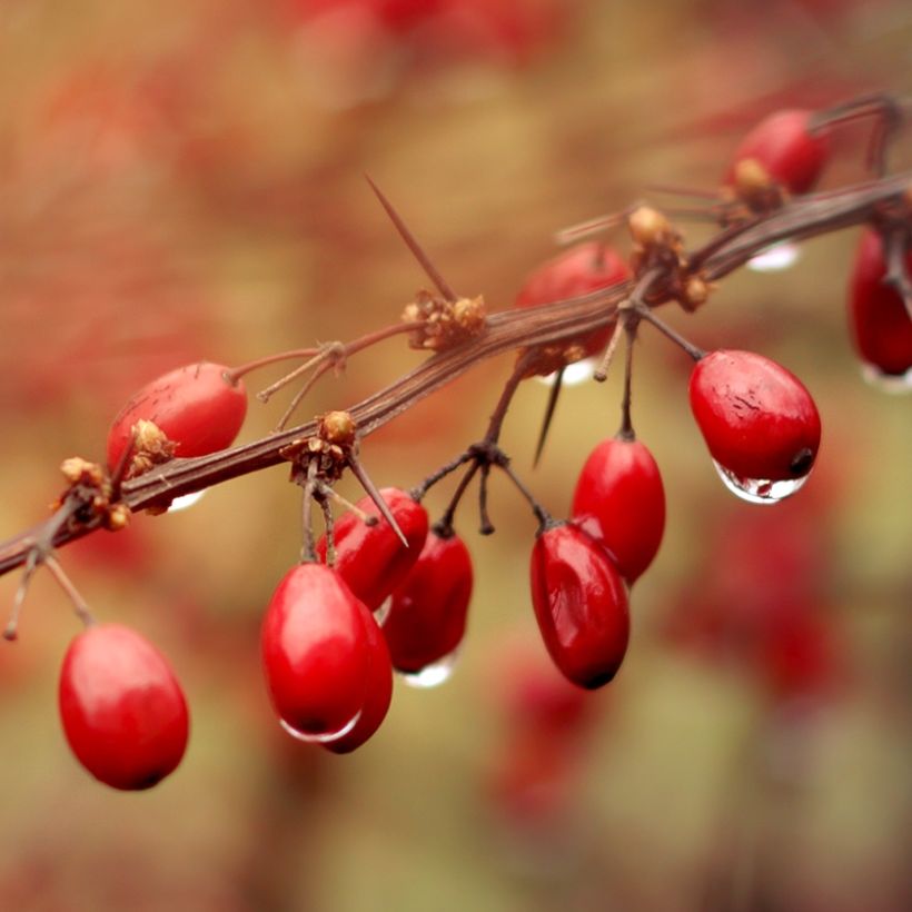 Berberis (x) thunbergii Orange Ice - Epine-vinette (Harvest)