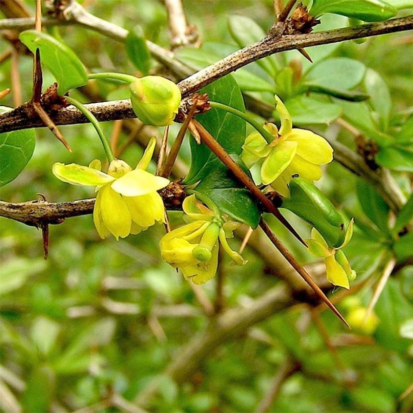 Berberis media Parkjuweel - Épine vinette (Flowering)