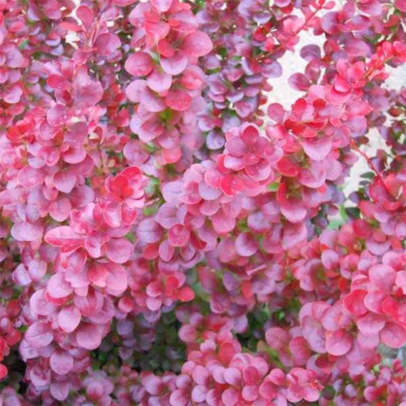 Berberis ottawensis Superba - Epine-vinette (Foliage)