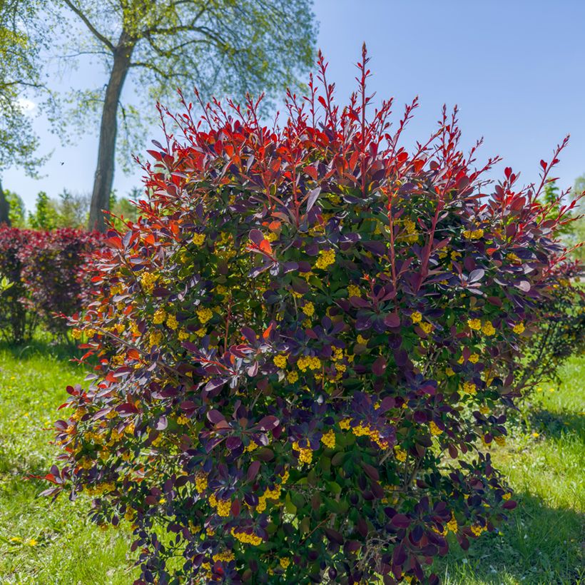 Berberis ottawensis Superba - Epine-vinette (Plant habit)