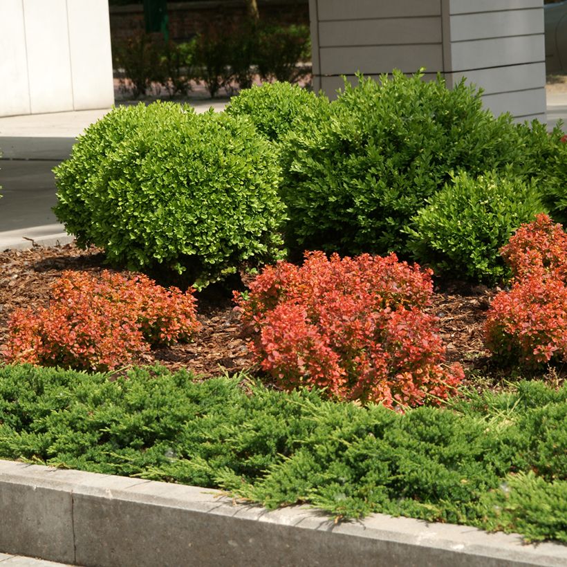 Berberis thunbergii Admiration (Plant habit)