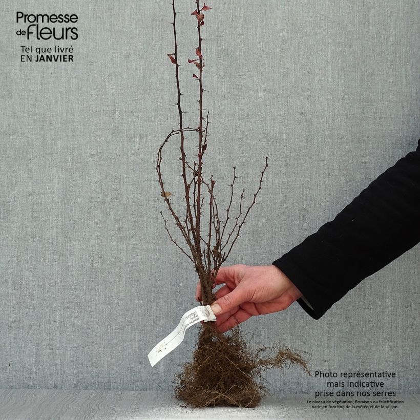 Example of Berberis thunbergii Atropurpurea - Epine-vinette Petites Racines nues as you get in hiver