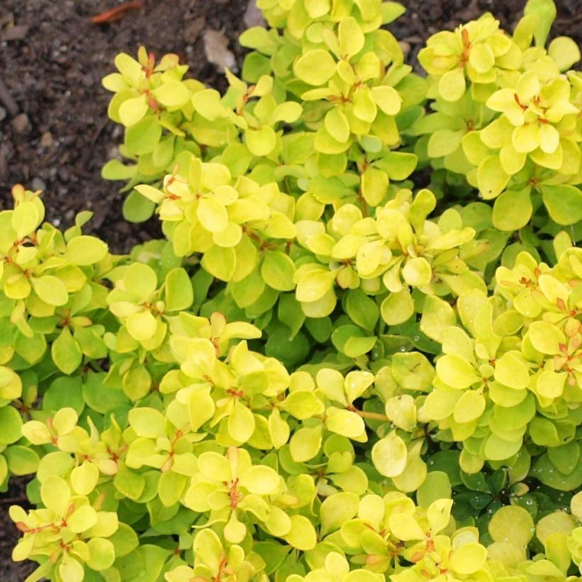 Berberis thunbergii Bonanza Gold - Épine-vinette de Thunberg  (Foliage)