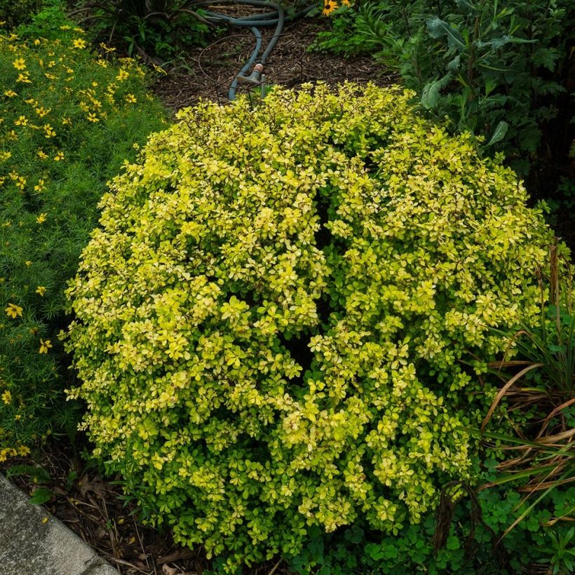 Berberis thunbergii Bonanza Gold - Épine-vinette de Thunberg  (Plant habit)