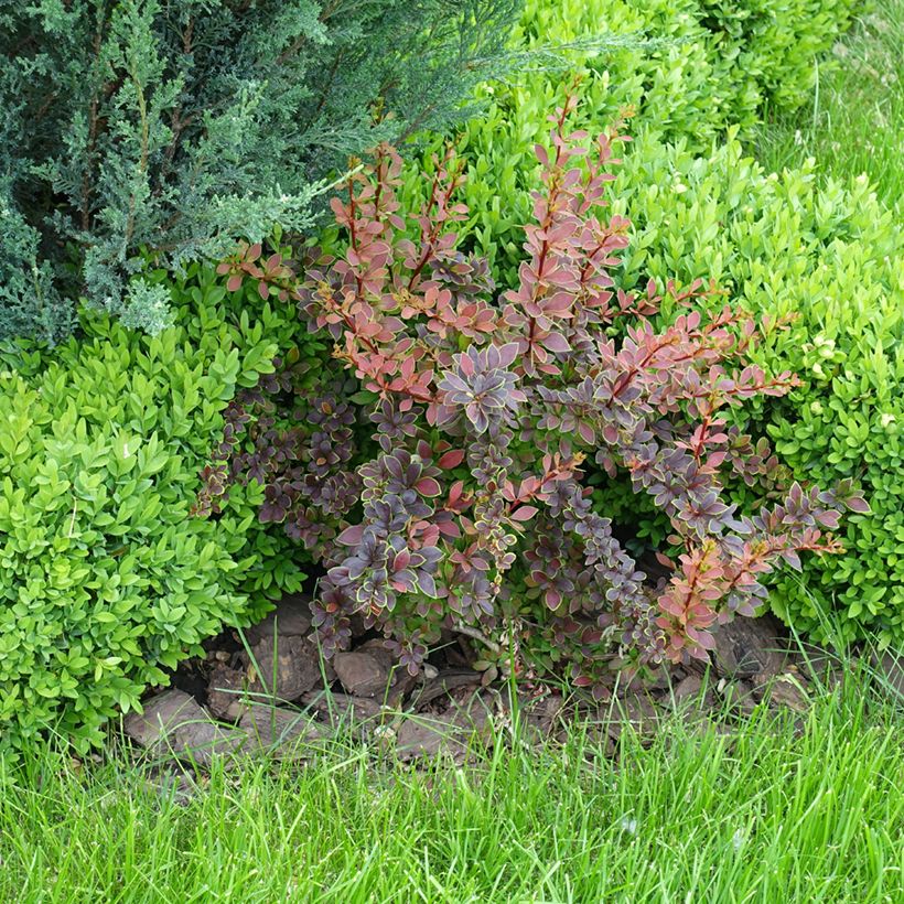 Berberis thunbergii Golden Ring - Epine-vinette (Plant habit)