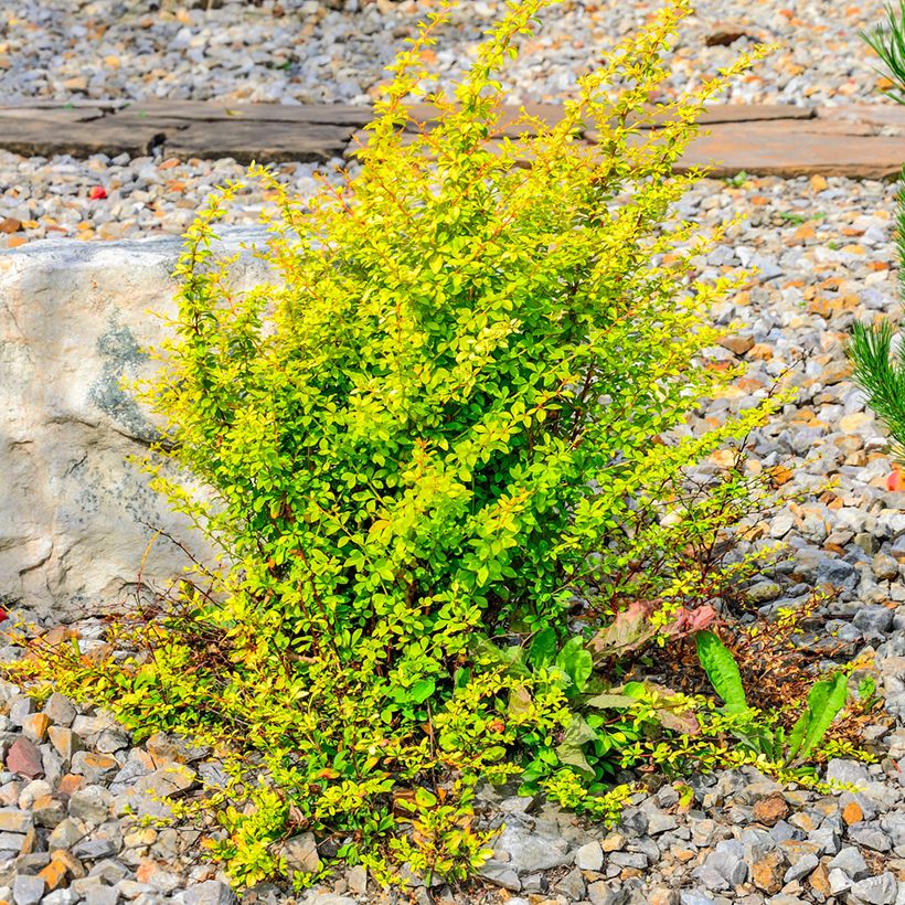 Berberis thunbergii Golden Rocket - Epine-vinette  (Plant habit)
