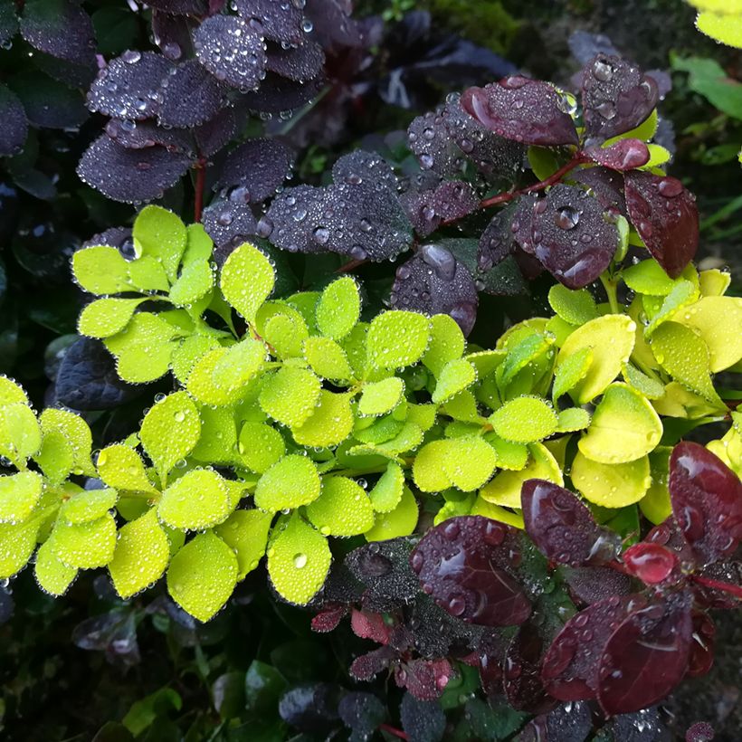 Berberis thunbergii Maria - Épine-vinette (Foliage)