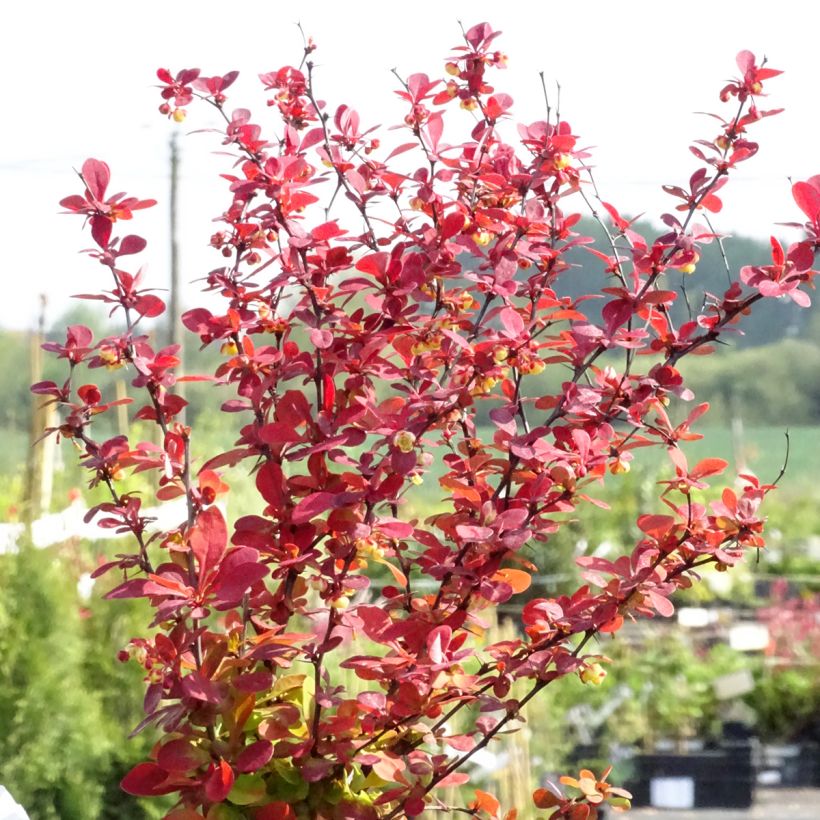 Berberis thunbergii Orange Rocket - Epine-vinette (Plant habit)