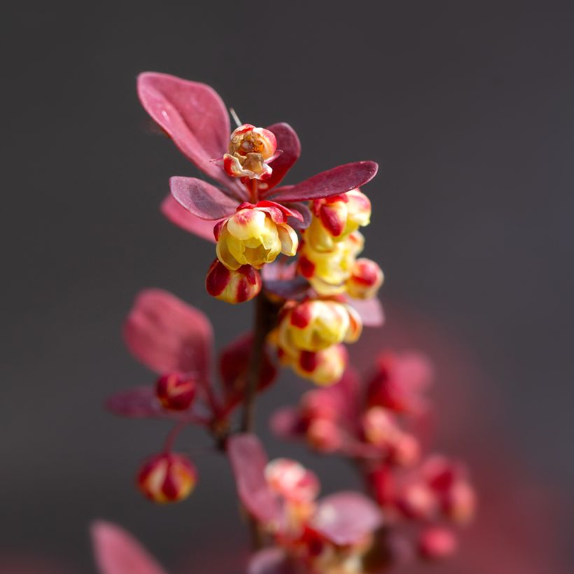 Berberis thunbergii Orange Rocket - Epine-vinette (Flowering)