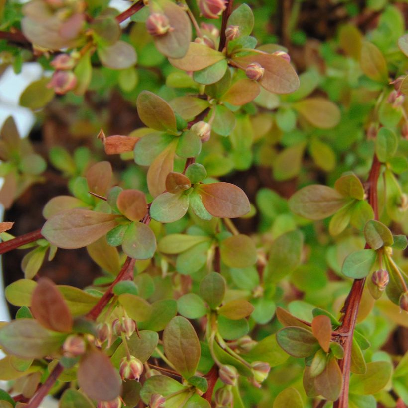 Berberis thunbergii Red Dream - Epine-vinette (Foliage)
