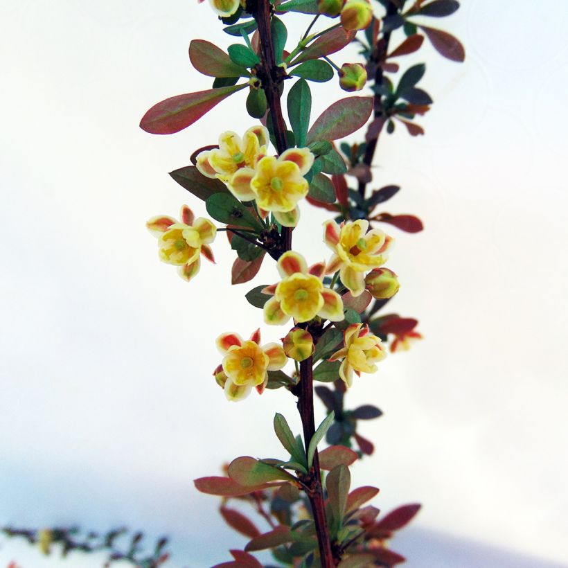 Berberis thunbergii Red Dream - Epine-vinette (Flowering)